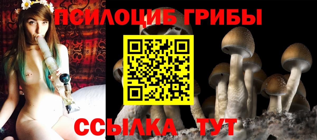 Псилоцибиновые грибы Psilocybine cubensis Боровичи